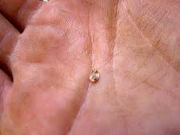 Seqouia Seed